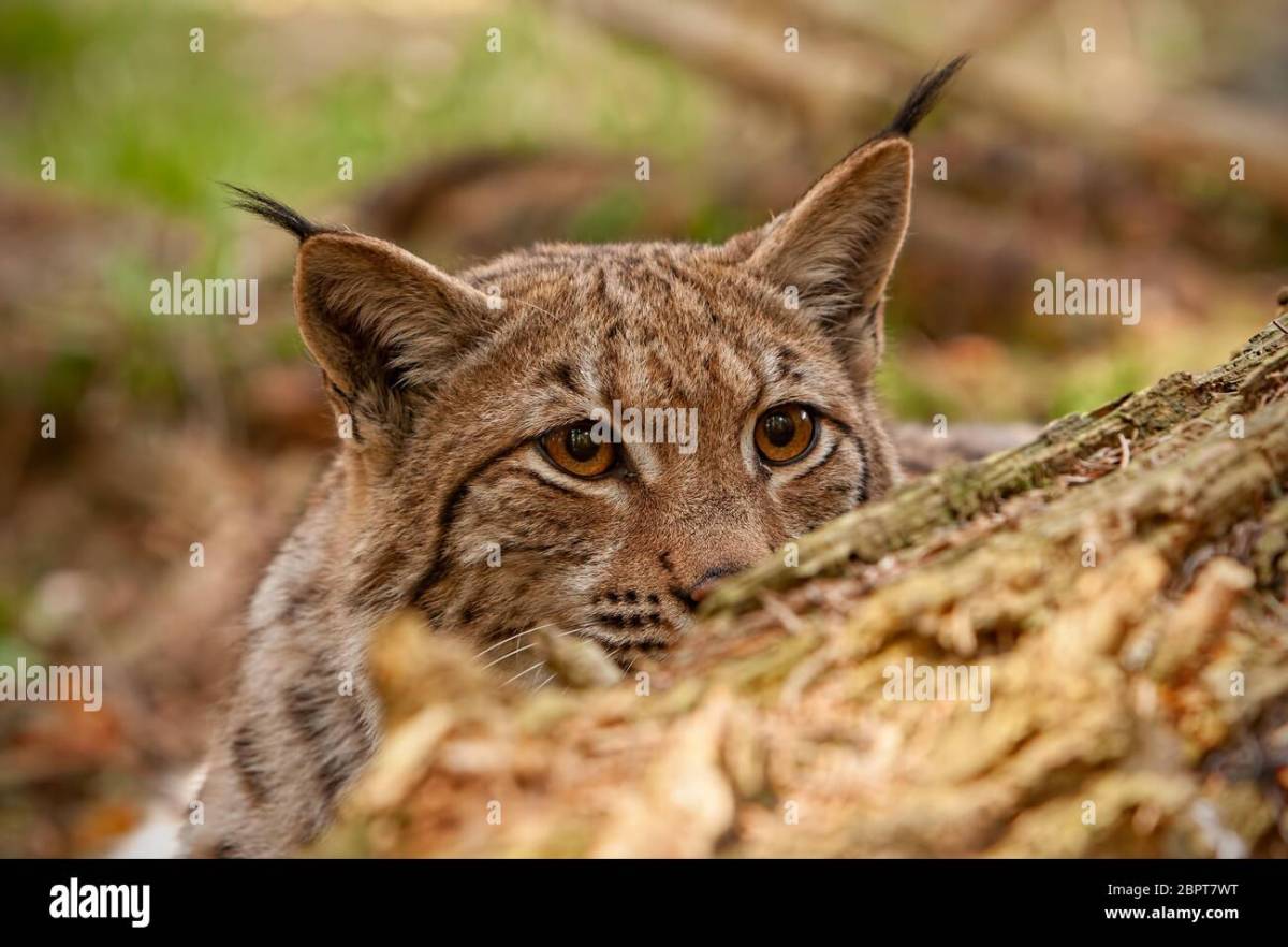 Recall lince conservación href programa situ ex