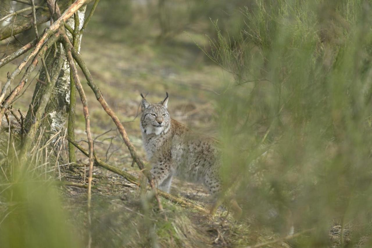 Lynx wild cats kielder reintroduced neville buck soaring population northumberland introduce